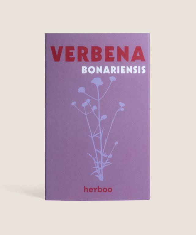 Verbena Bonariensis