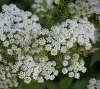 Ammi Majus with airy white umbels, classic filler flower for UK cut flower gardens.