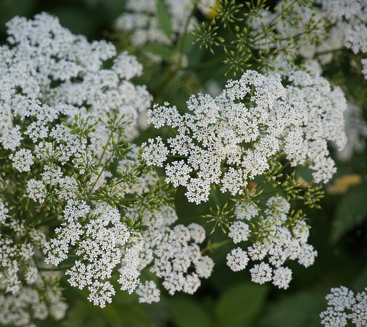 Ammi Majus with airy white umbels, classic filler flower for UK cut flower gardens.