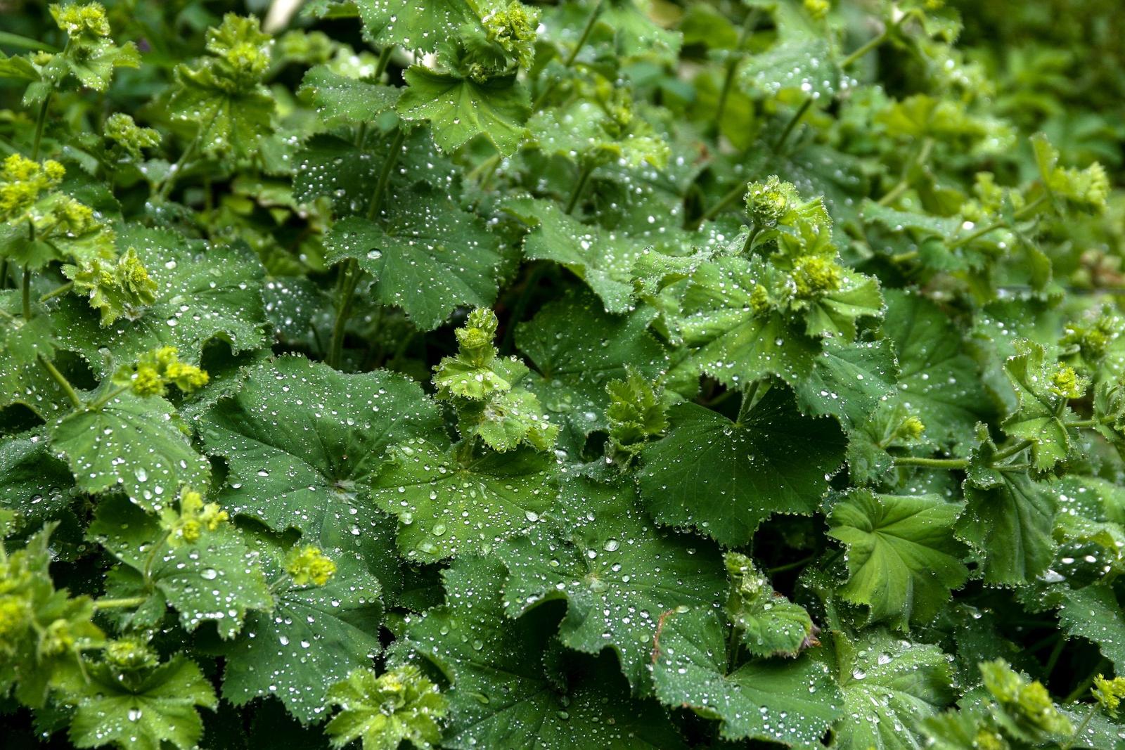 Lush shade loving plants growing in a cool, north-facing UK garden border with mixed foliage and soft flowers.