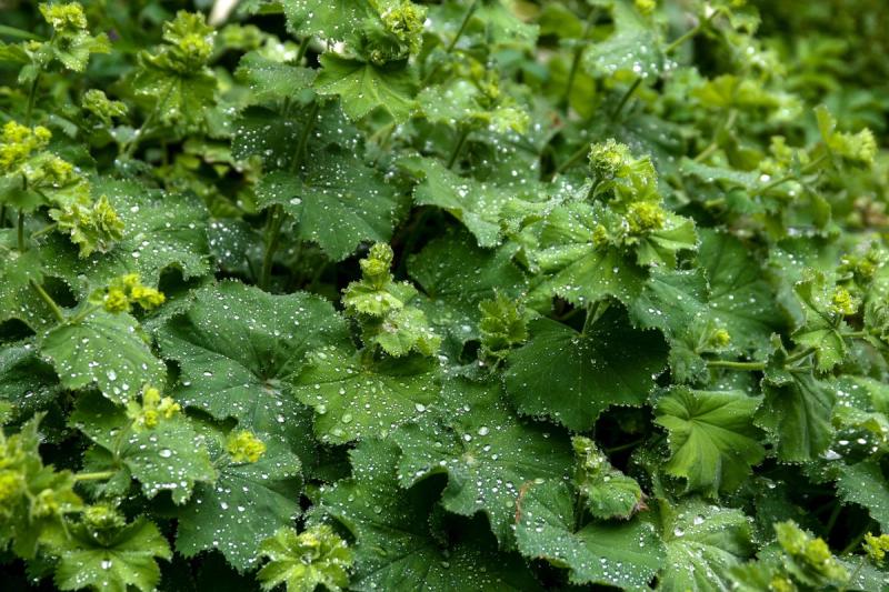 Lush shade loving plants growing in a cool, north-facing UK garden border with mixed foliage and soft flowers.