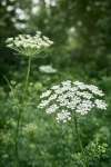 Ammi majus flowers forming airy white umbels above fine green foliage in a summer garden