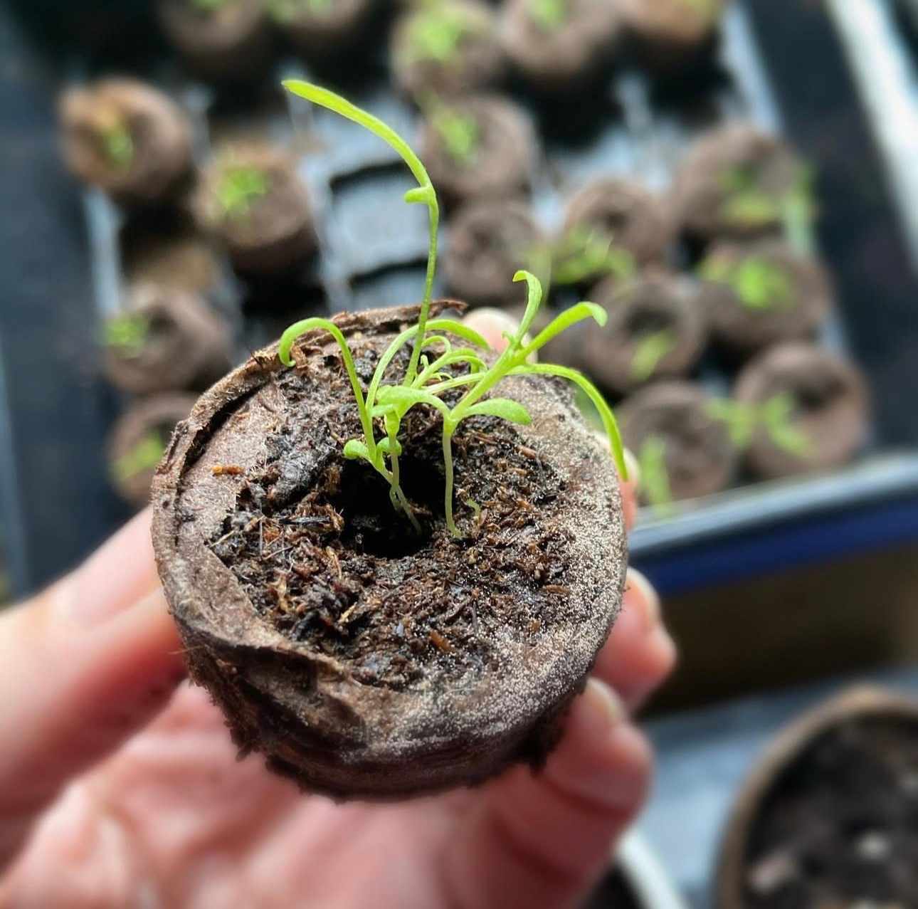 Early Grown Seedlings in a seed tray