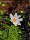 Cosmos ‘Seashells Mixed’ flower with soft pink fluted petals opening in early summer