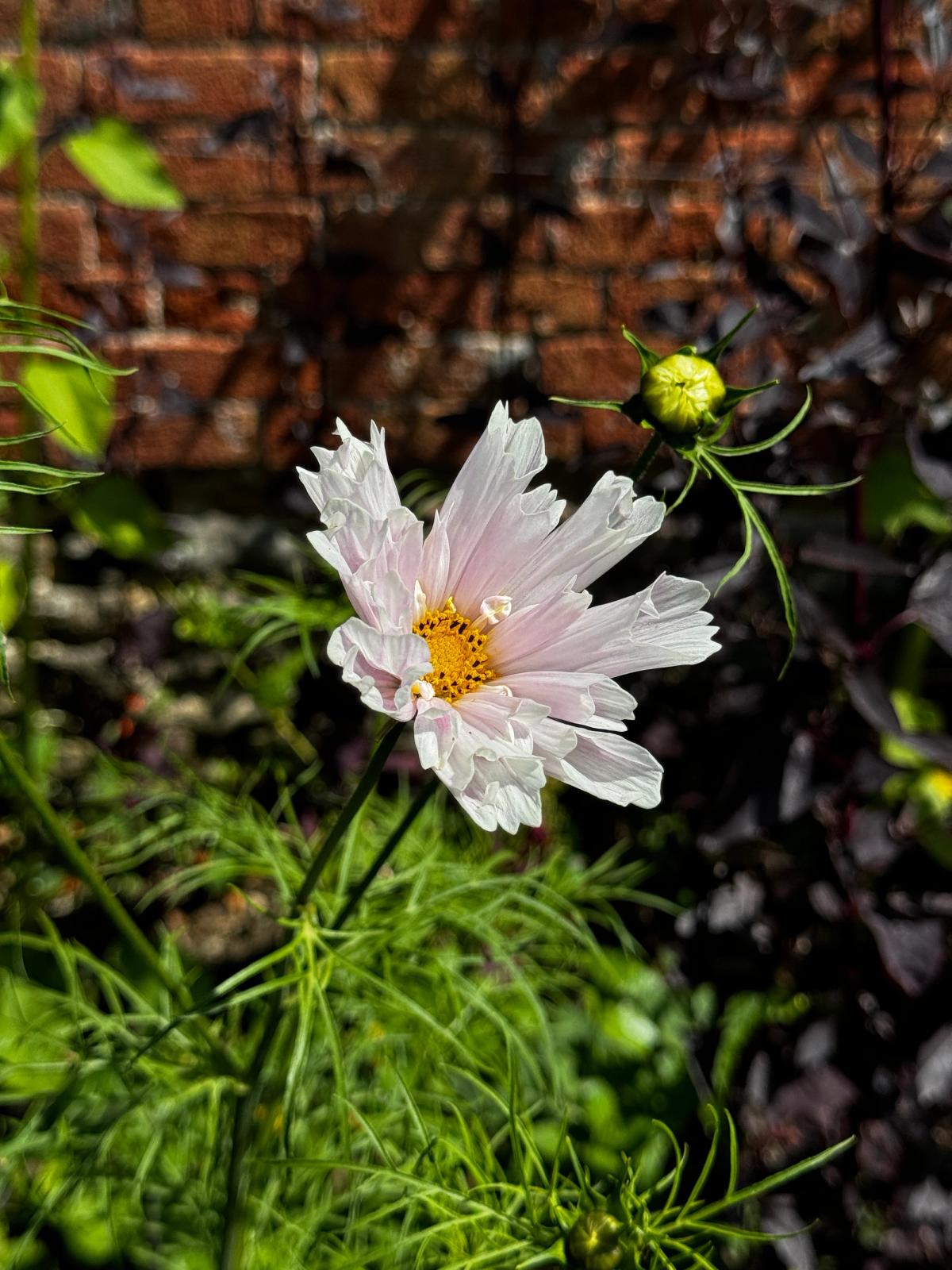 Cosmos ‘Seashells Mixed’ flower with soft pink fluted petals opening in early summer