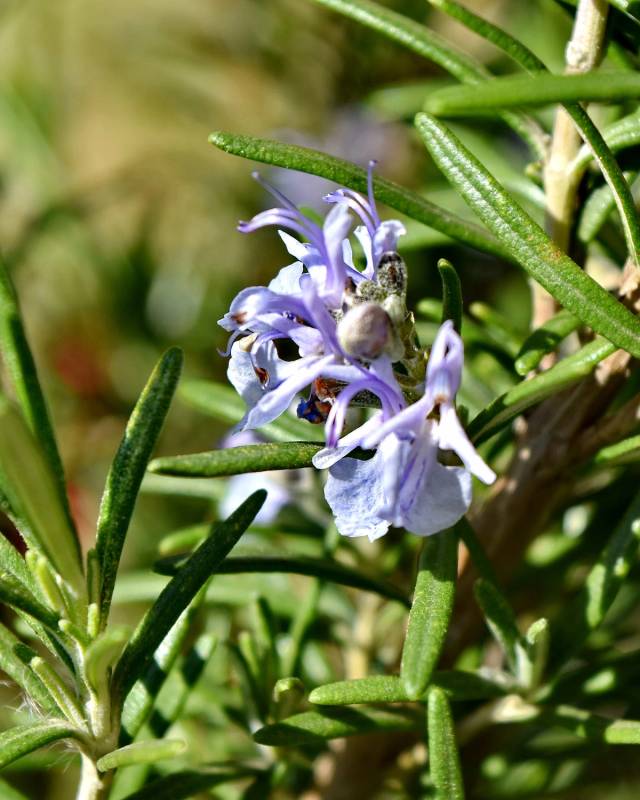 Rosemary Common Seeds