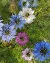 Nigella ‘Persian Jewels’ mixed colour blooms (blue, pink, light pink, white) in a UK garden
