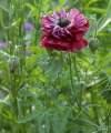 Poppy ‘Pandora’ – deep red papery flowers grown in a balcony pot