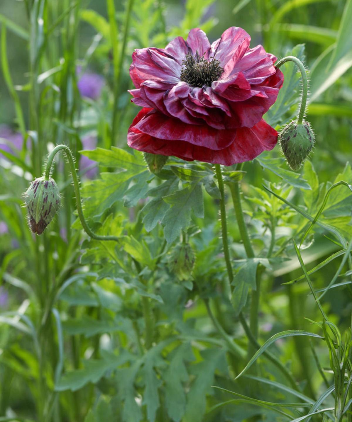 Poppy ‘Pandora’ – deep red papery flowers grown in a balcony pot