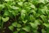 Rocket Wild Wasabi seeds – spicy salad leaf with wasabi-like flavour