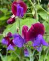 Deep maroon Sweet Pea ‘Matucana’ flowers climbing on stems, highly fragrant cut flowers
