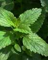 Lemon balm leaves in a UK garden, aromatic foliage for herbal teas.