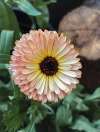 Calendula Pygymy Buff Petals Grown from Seeds in UK