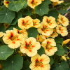 Nasturtium Peach Melba flowers with creamy yellow petals and soft red blotches trailing in a garden border