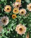 Calendula Pygmy Buff Grown from Seed