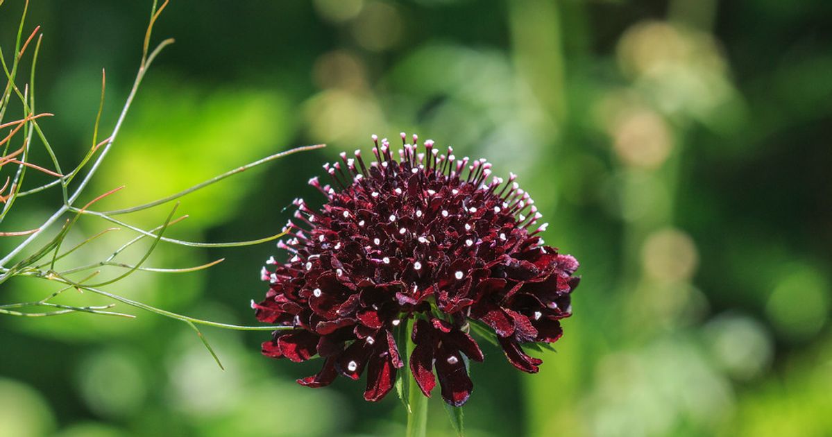 Scabious 'Black Knight' | Scabiosa Atropurpurea | Flower Seeds