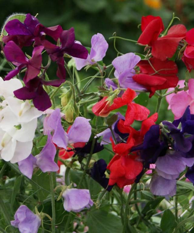 Sweet Pea Royal Family