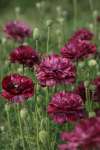 Purple poppy seeds producing pollinator friendly poppies