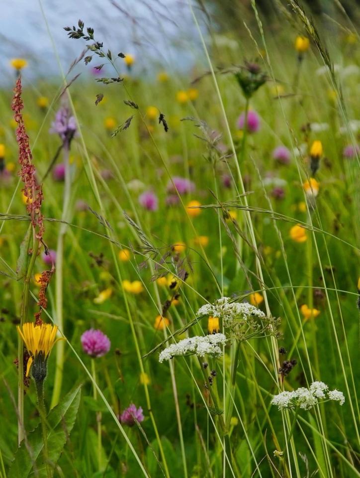 Wild Flower Meadow Seeds