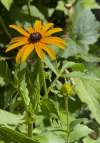 Rudbeckia Black Eyed Susan with a stem in flower and in bud against green foliage in a garden in august