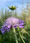 Field Scabious (Knautia arvensis) flowering in a sunny meadow with lilac pincushion blooms attracting bees and butterflies.