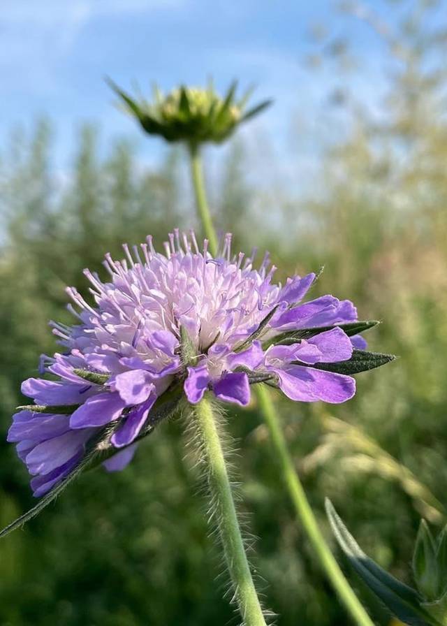 Field Scabious Seeds