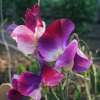 Close-up of fragrant Sweet Pea ‘Little Sweetheart’ flowers with soft pastel tones