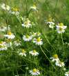White daisy-like blooms of Chamaemelum nobile, with golden centres and soft feathery foliage.