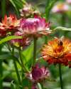 Strawflower ‘Swiss Giants Mixed’ in bright papery colours used for fresh and dried arrangements.
