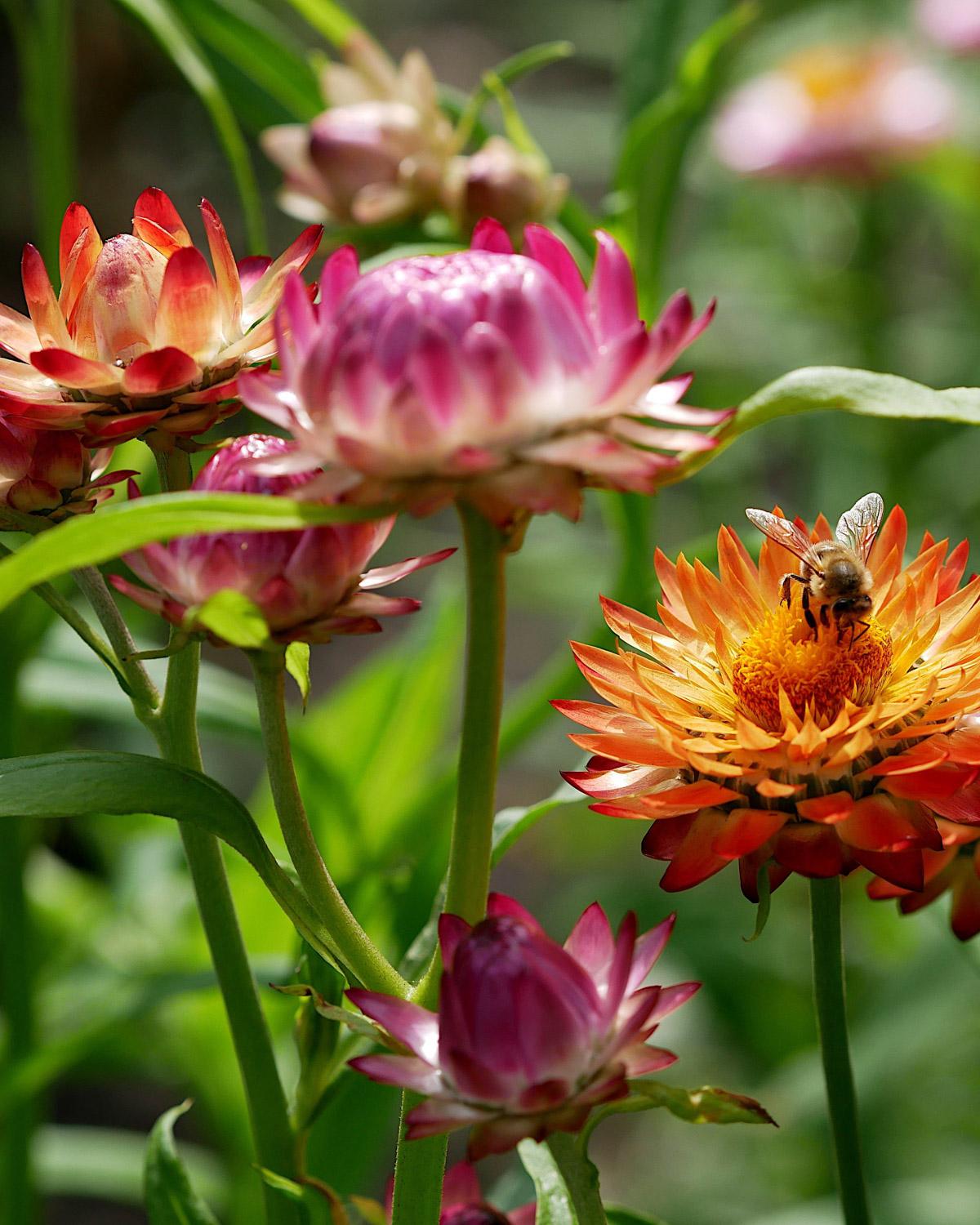 Strawflower ‘Swiss Giants Mixed’ in bright papery colours used for fresh and dried arrangements.