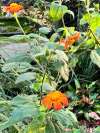 Mexican sunflower Tithonia ‘Red Torch’ growing tall in a sunny garden border
