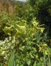Nicotiana ‘Lime Green’ flowers with soft green petals growing in a sunny garden.
