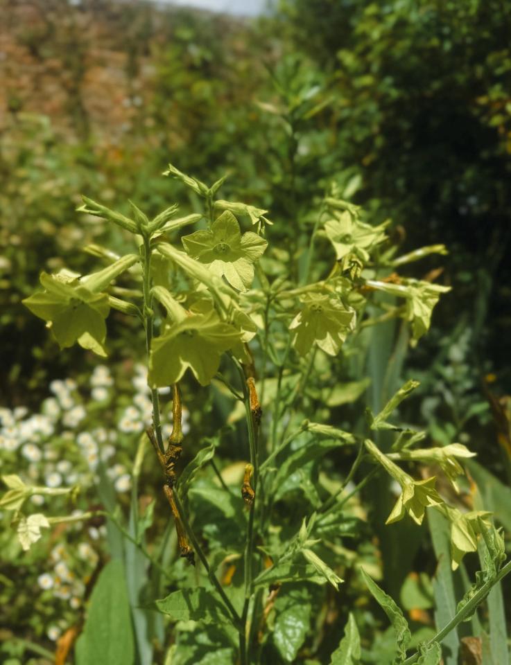 Close-up of Nicotiana 'Lime Green' flower with lime green petals in garden