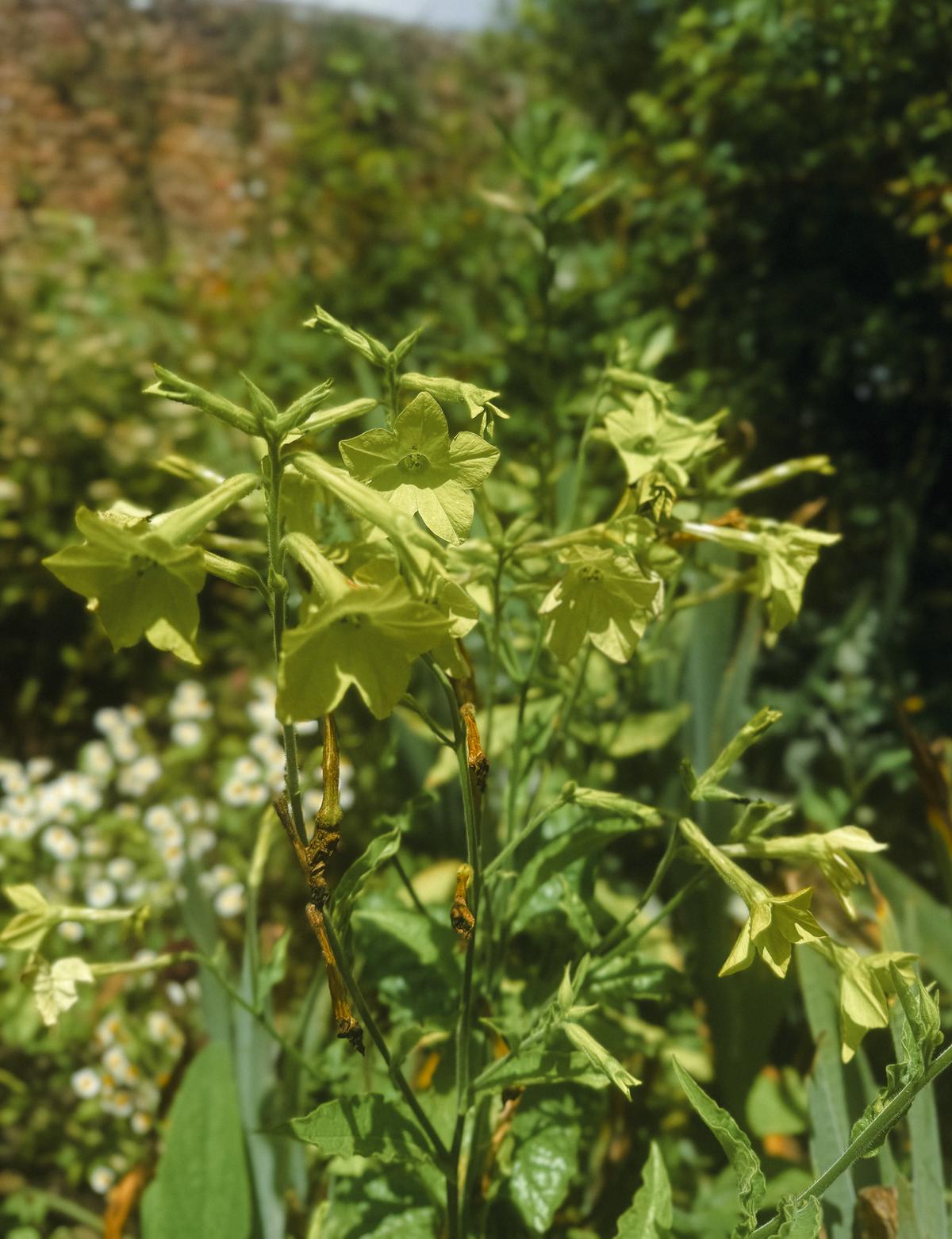 Nicotiana Lime Green in Flower