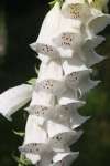 Close-up of foxglove ‘Dalmatian White’ bells with soft white petals and speckled throats