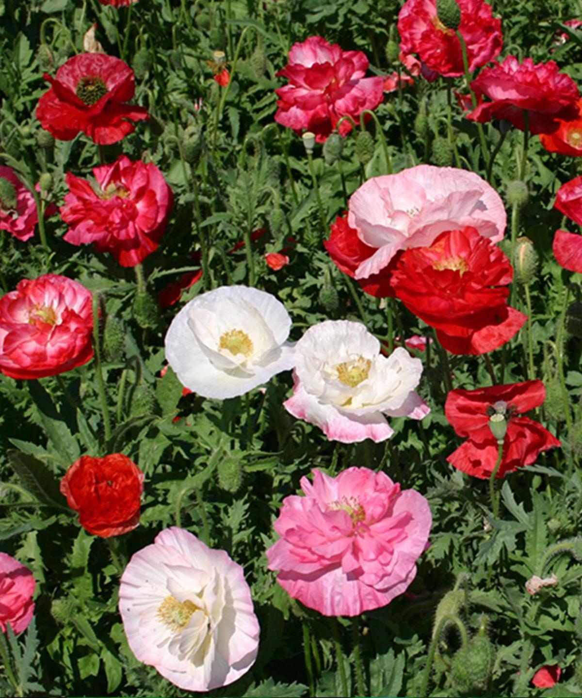 Poppy ‘Shirley Double’ blooms from the Rewild Garden Seed Box in a rewilded border