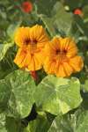 Compact Nasturtium Tom Thumb Alaska growing in a garden bed with edible flowers