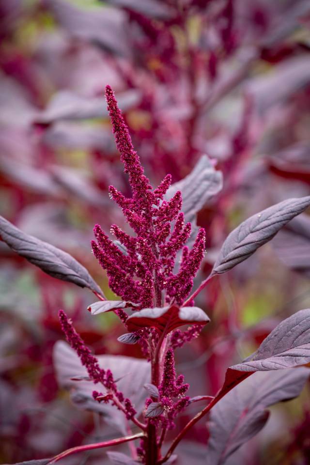 Amaranth Red Army