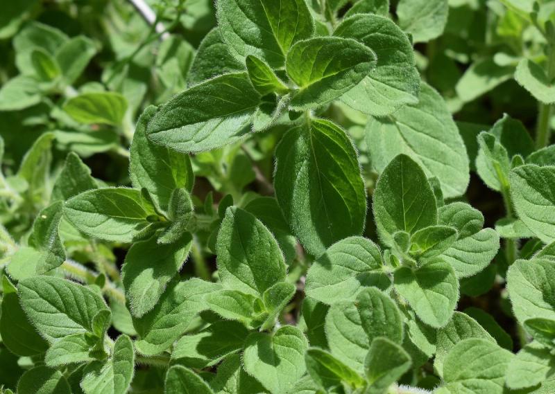 Fresh green leaves of Greek oregano (Origanum vulgare subsp. hirtum) growing in a herb garden