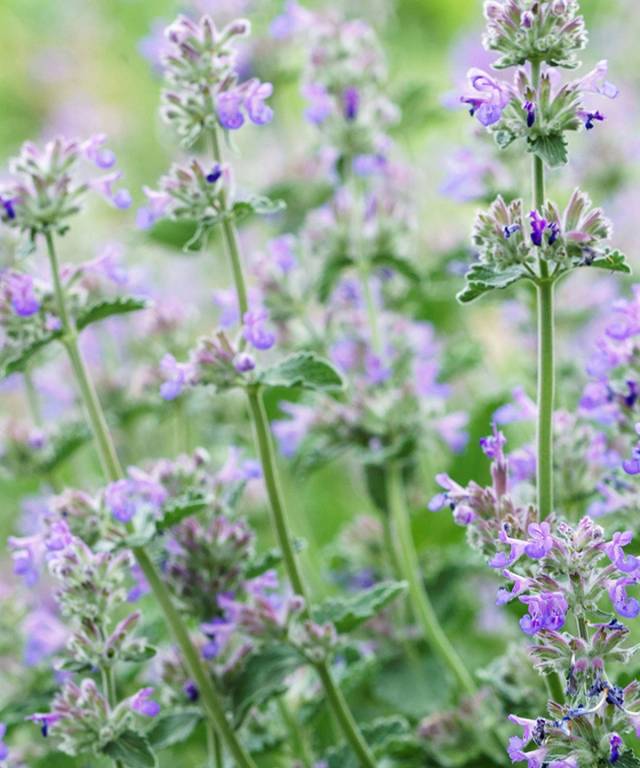 Catmint Seeds - Nepeta Mussinii