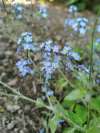 Forget-me-not flowers in soft blue, early spring garden planting