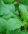 Wild Wasabi rocket leaves for spicy salads in a kitchen garden