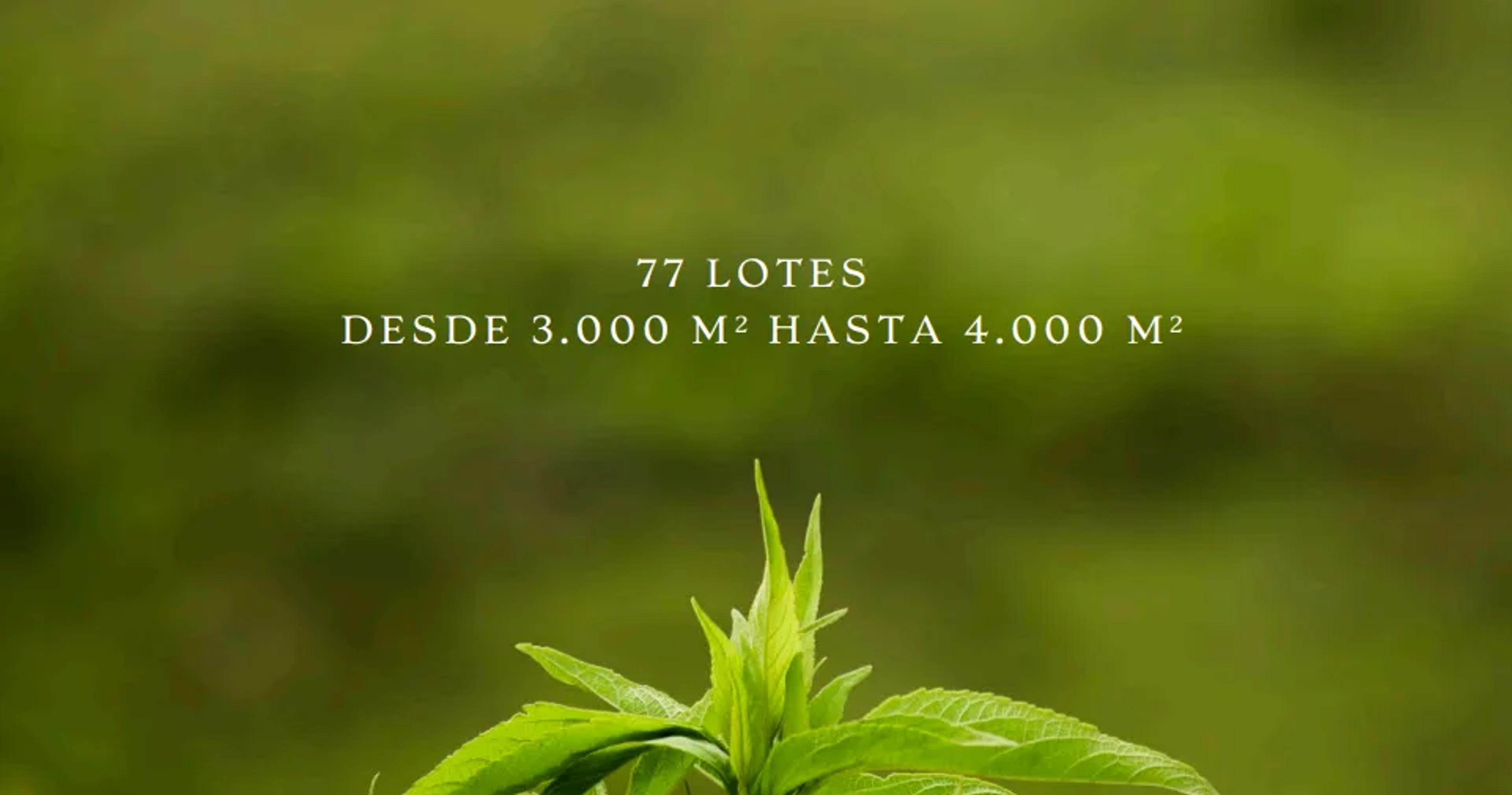 Verde Campiña, foto 4