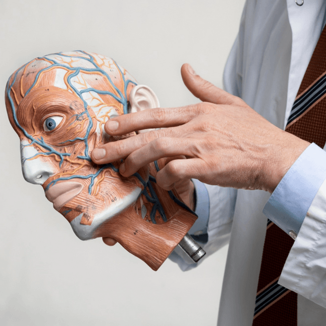 Arzt hält plastisches Modell der Gesichtsnerven in der Hand