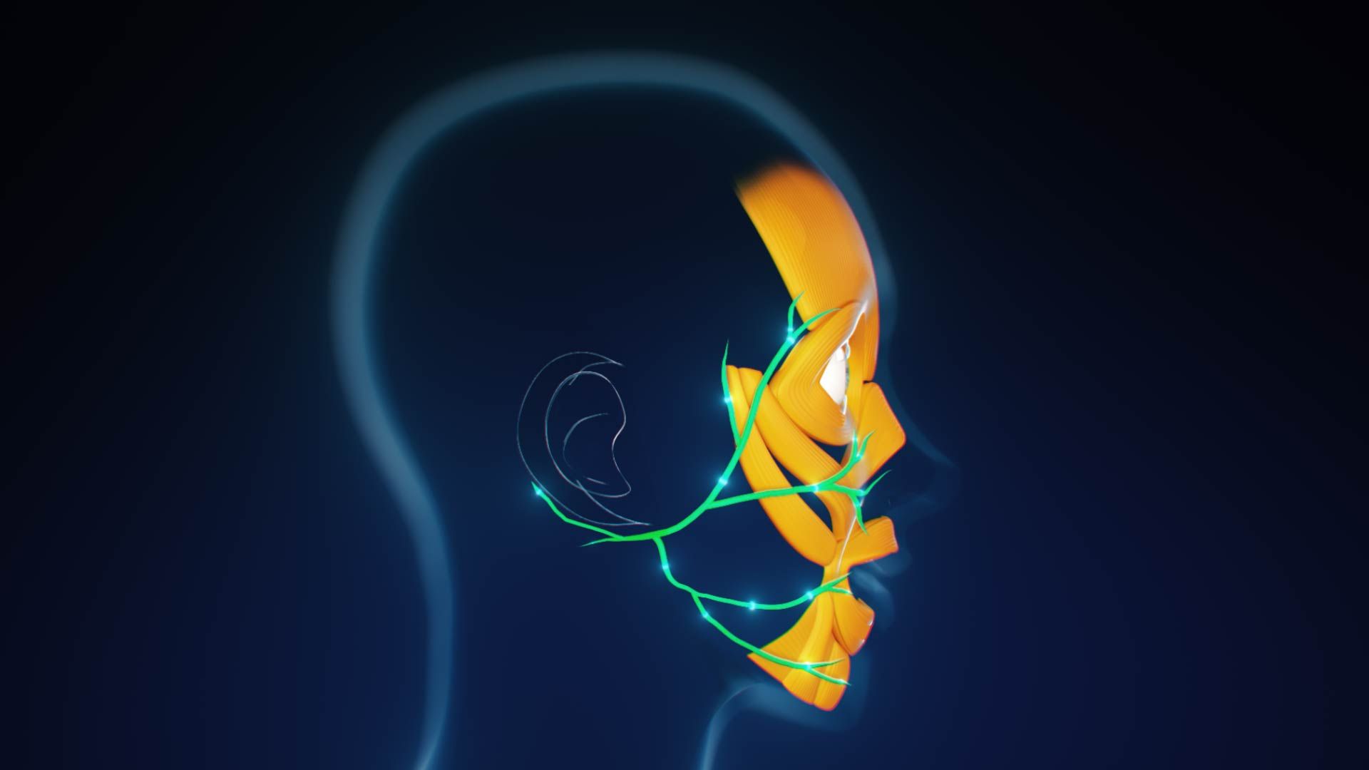 Illustration von Gesichtsnerven und Muskeln
