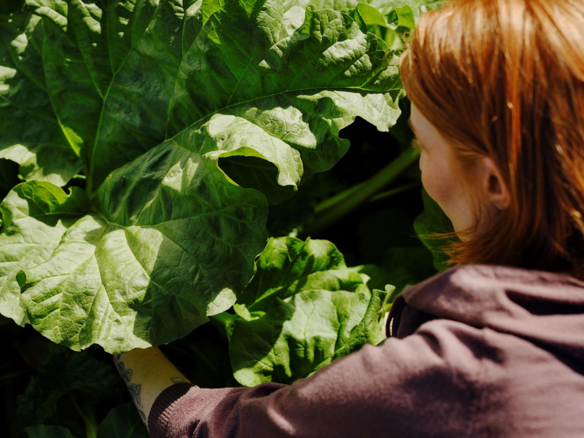 En rødhåret person undersøker store, grønne blader på en plante i sollyset.