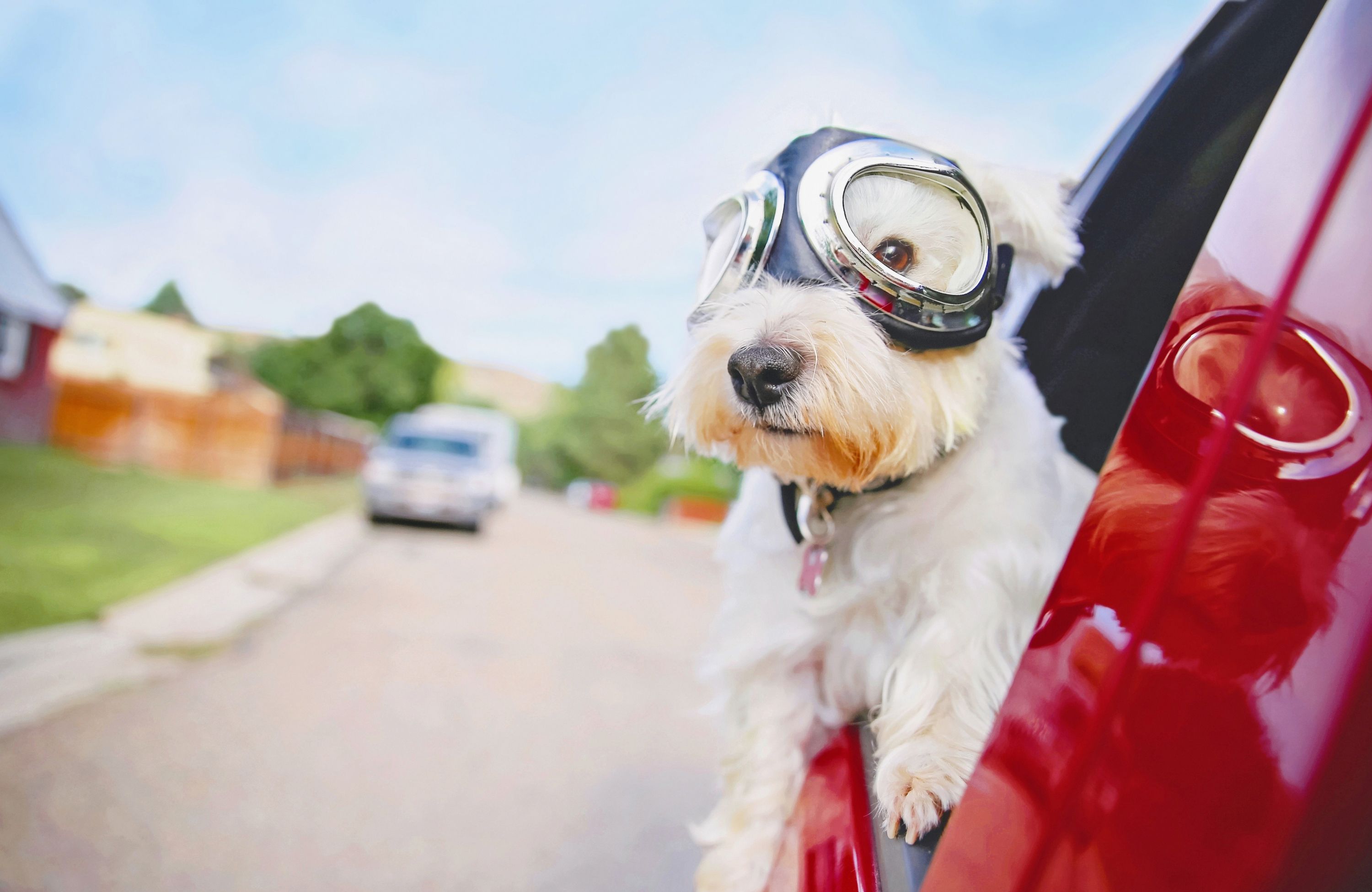 En liten hvit hund med pilotbriller stikker hodet og forlabbene ut av vinduet på en rød bil.