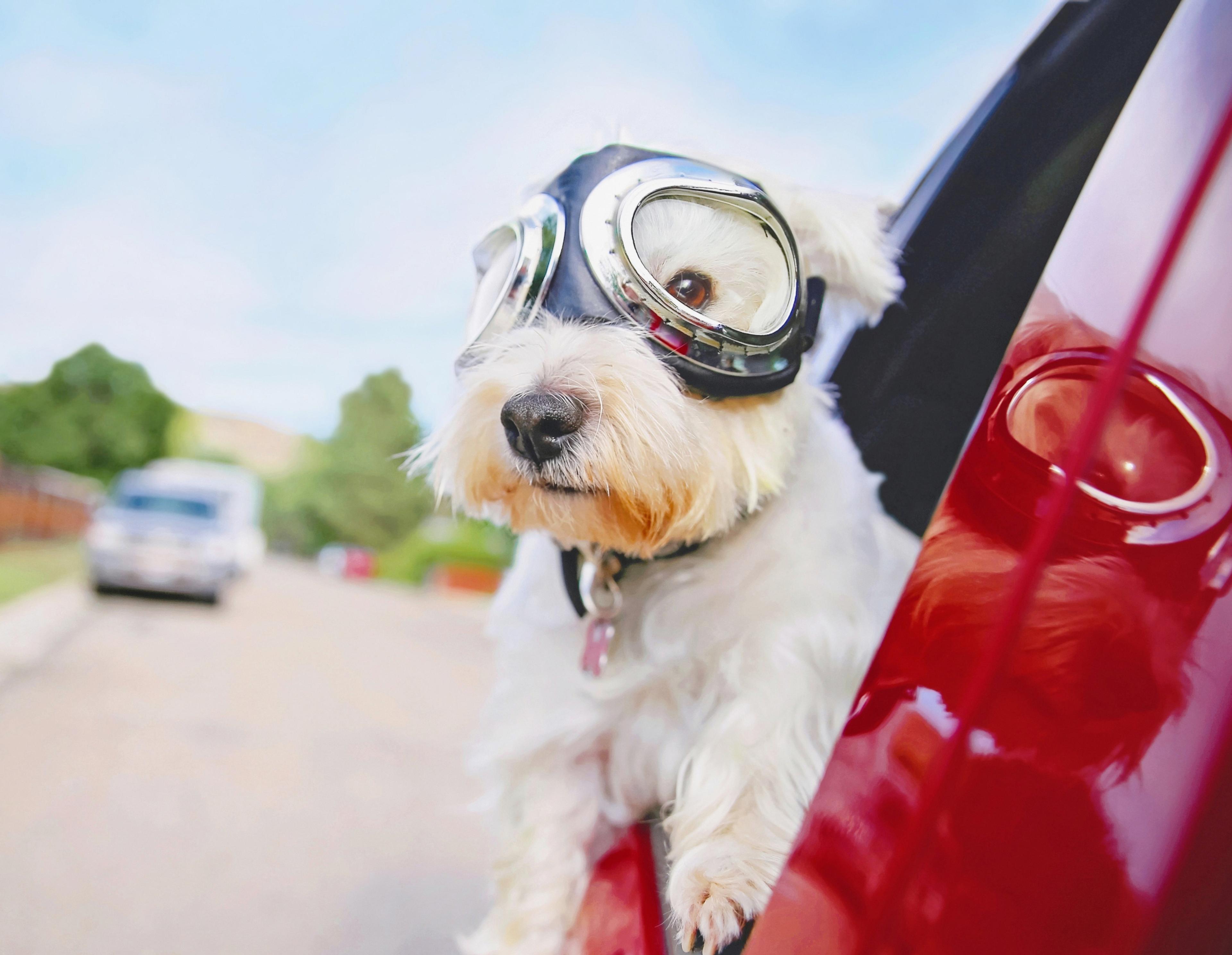 En liten hvit hund med pilotbriller stikker hodet og forlabbene ut av vinduet på en rød bil.