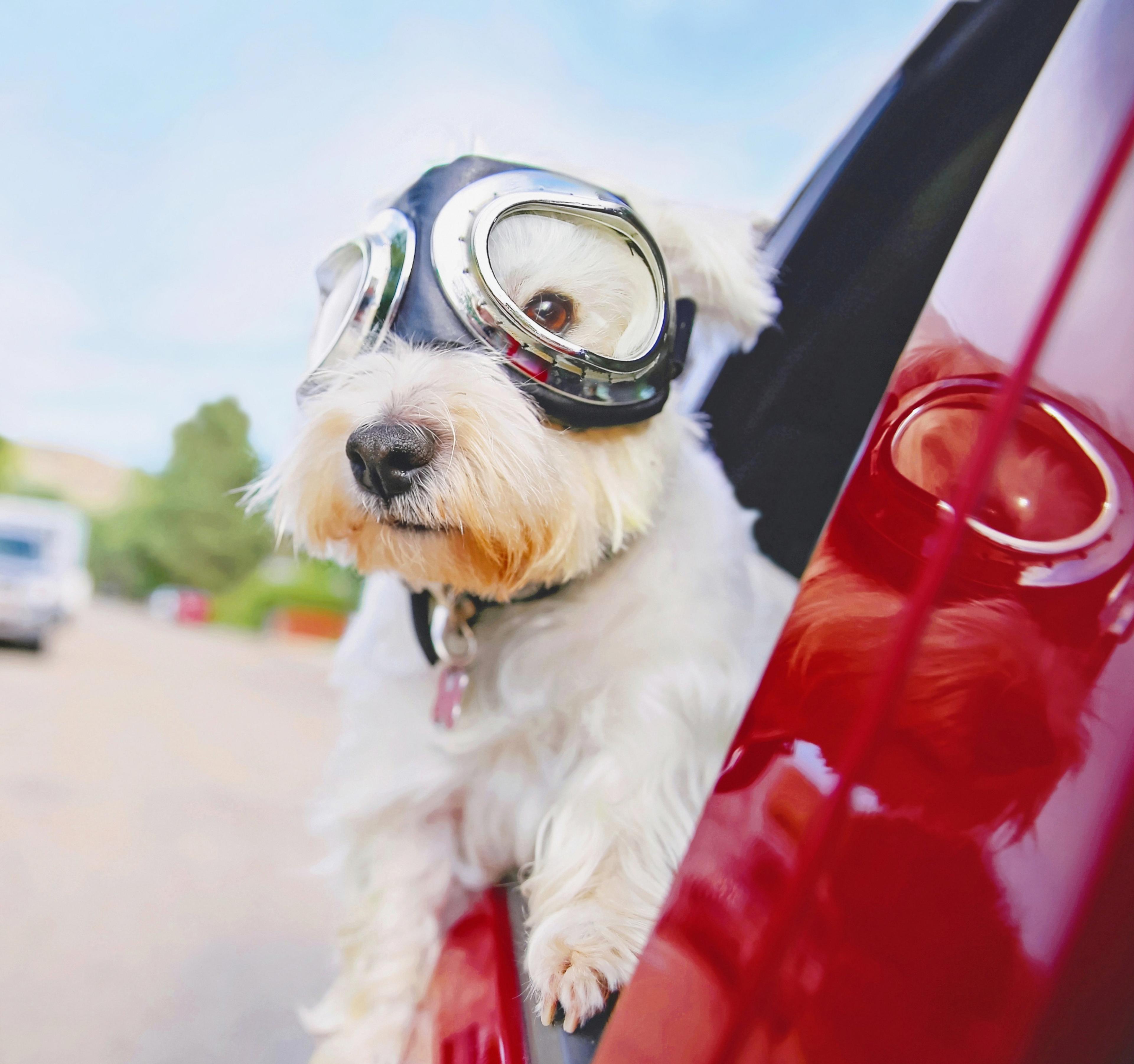 En liten hvit hund med pilotbriller stikker hodet og forlabbene ut av vinduet på en rød bil.