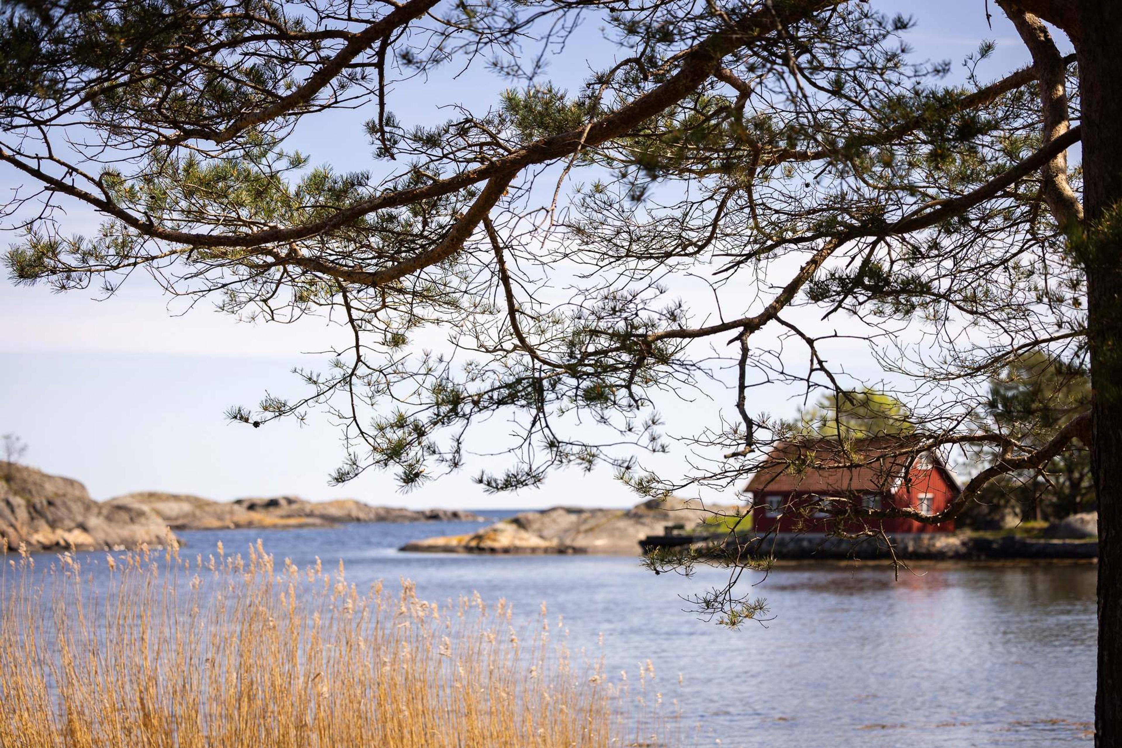 Skjærgårdsbilde med strå, vann, holmer og et hus
